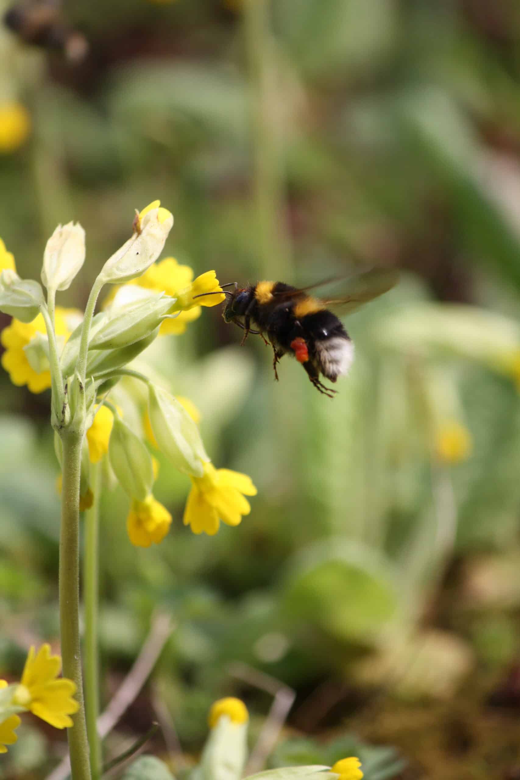 Quelle: BLV Eine Hummel im Landeanflug auf eine gelbe Blume.