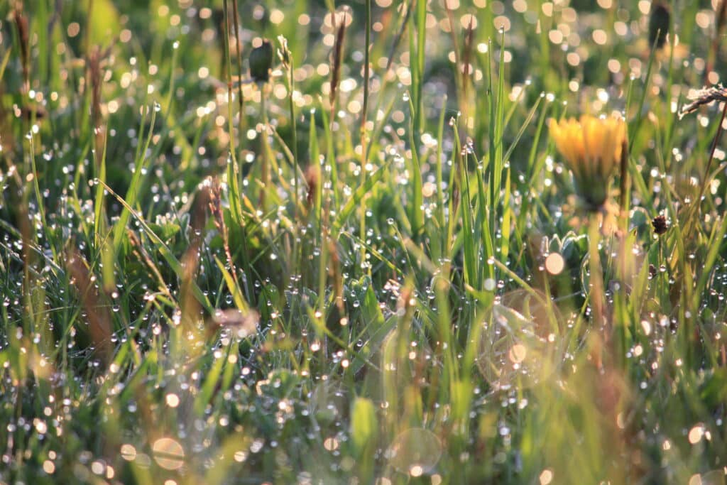 Nahaufnahme einer Wiese. An den Grashalmen sind viele kleine Wassertropfen zu erkennen.