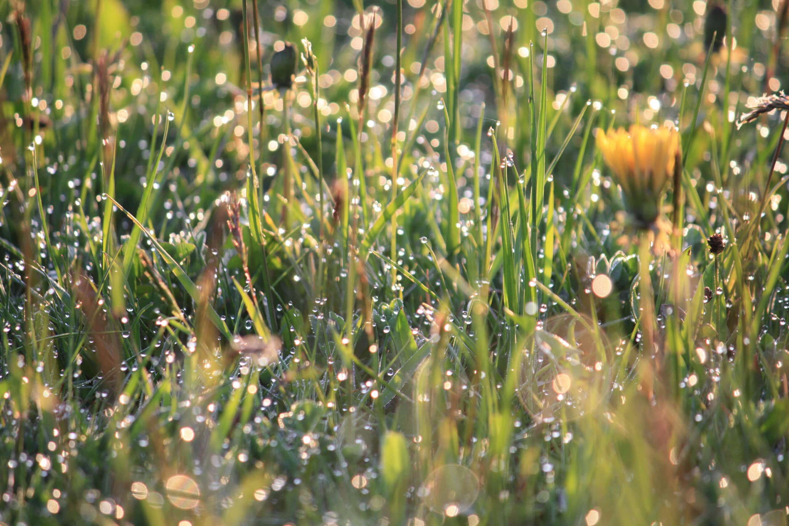 Nahaufnahme einer Wiese. An den Grashalmen sind viele kleine Wassertropfen zu erkennen.