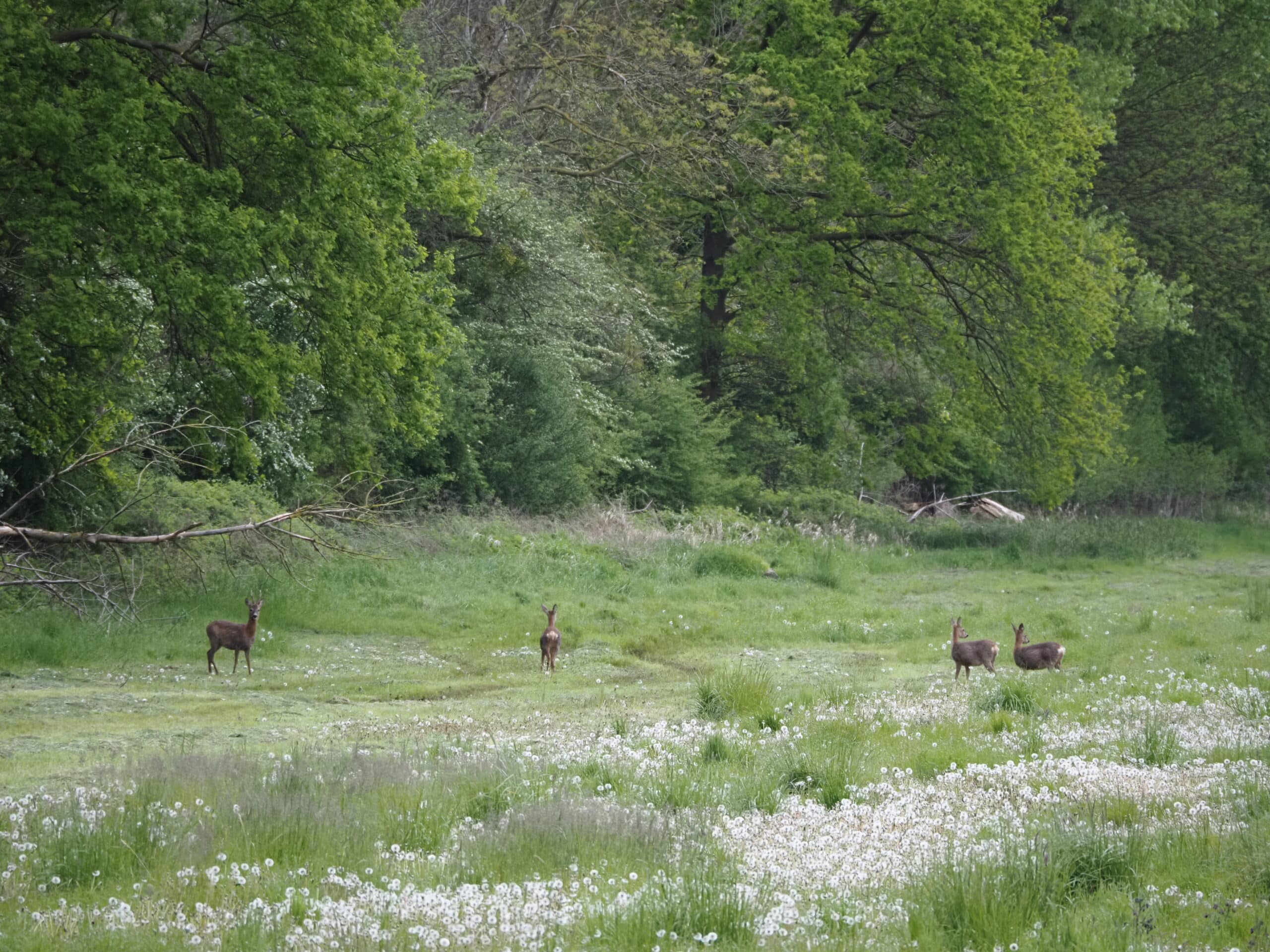 Quelle: BLV Vier Rehe stehen auf einer grünen Wiese mit vielen Pusteblumen. Im Hintergrund sind große Bäume zu sehen.