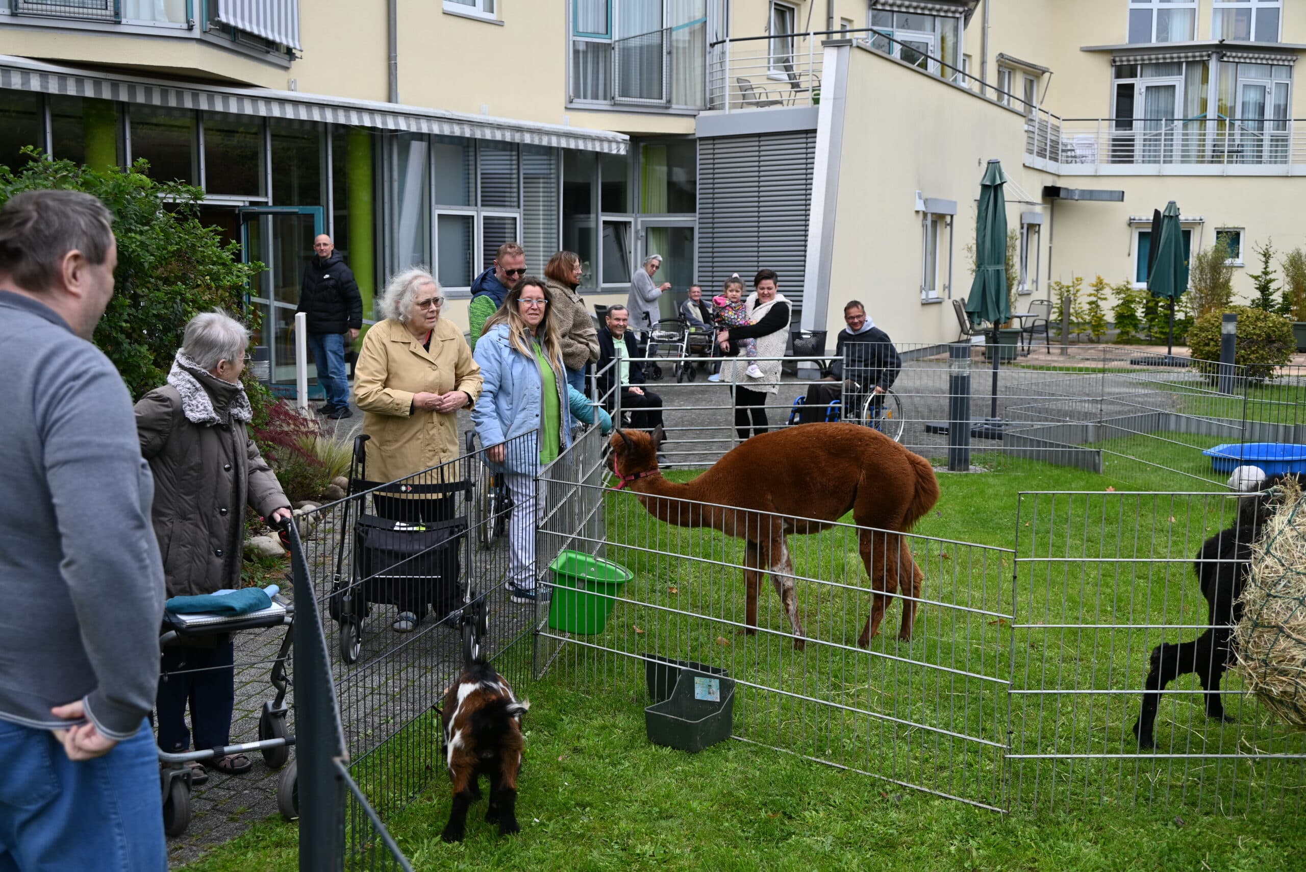 Quelle: BLV Mehrere ältere Menschen stehen im Garten des Altenhilfezentrums Karlsruhe-Nordost und betrachten zwei Alpakas und mehrere Ziegen, die auf einer Wiese eingezäunt sind. Eine Person sitzt im Rollstuhl, weitere Personen haben einen Rollator. Sie lachen und freuen sich.